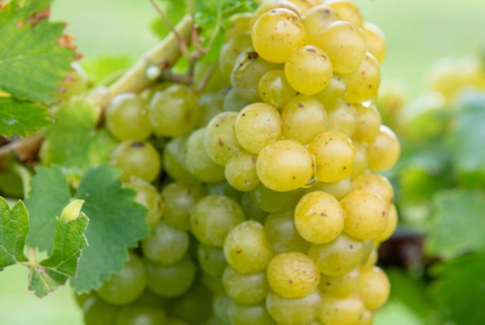 weissetraube